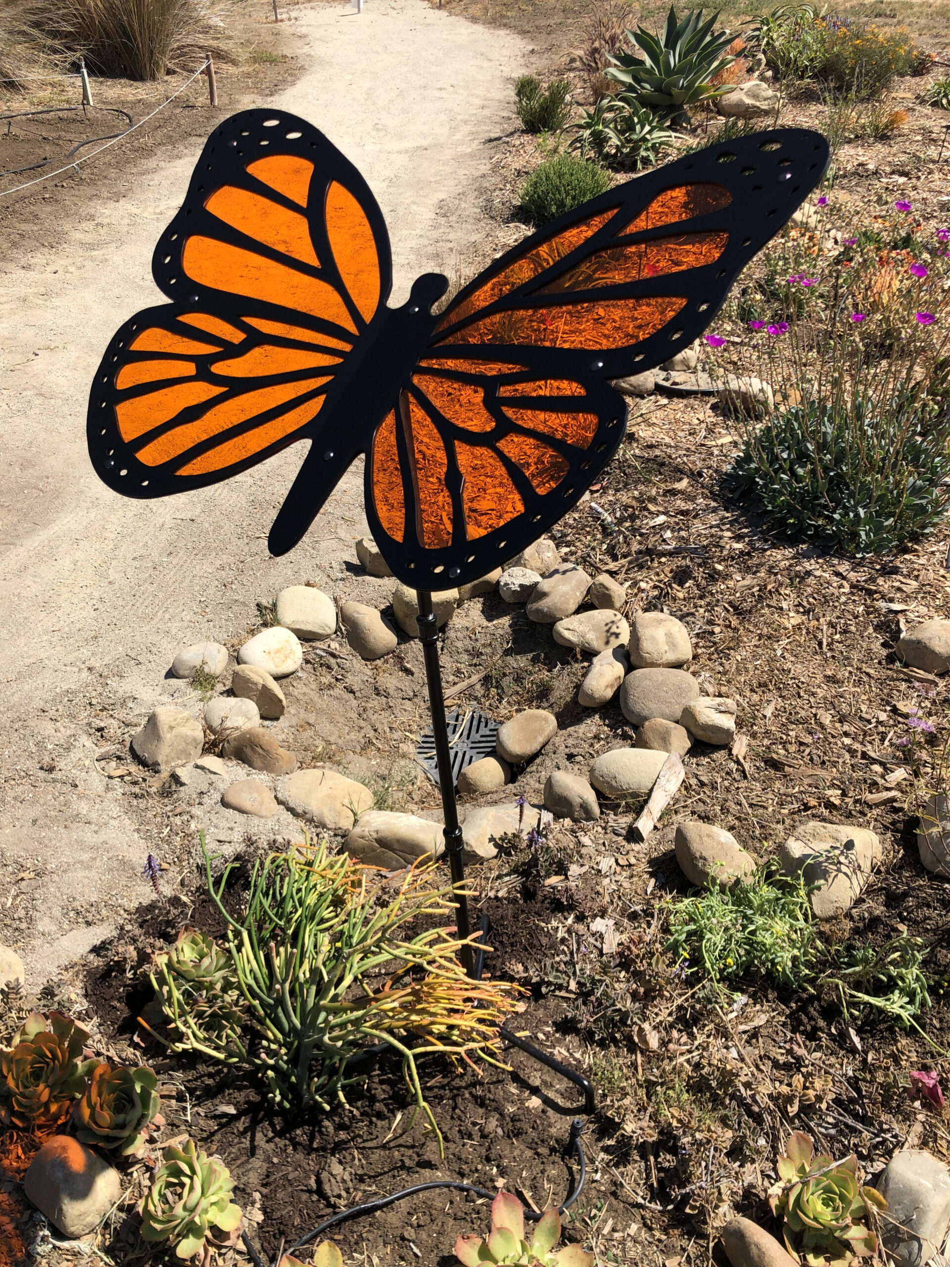 monarch butterflies